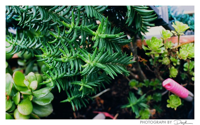 PATIO SUCCULENTS_7146529263_l