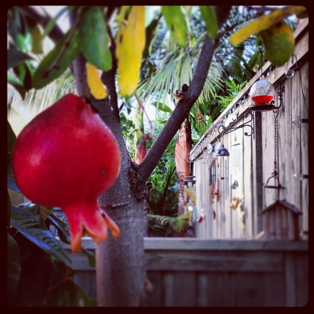 Pomegranate_10952860835_l