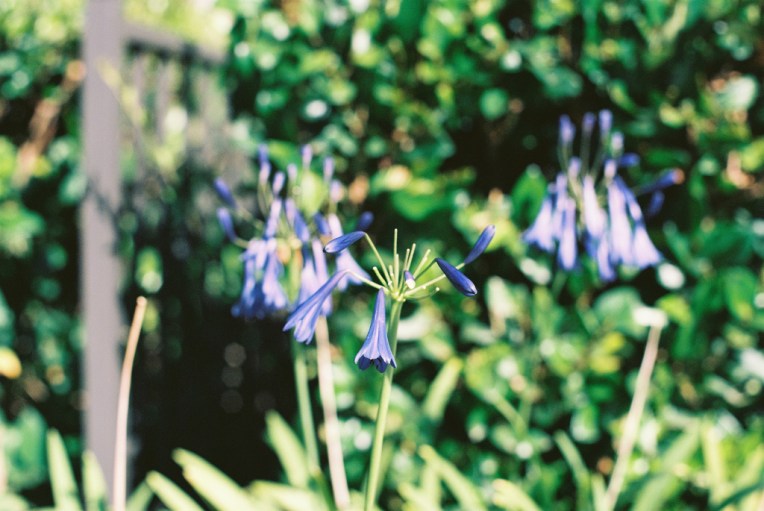 Testing macro on Nikomat_9550161725_l